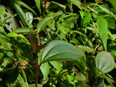 Miconia lappacea