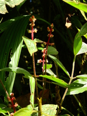 Miconia lappacea