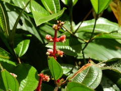 Miconia lappacea