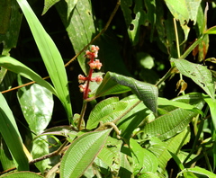 Miconia lappacea