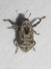 Episcirrus brachialis