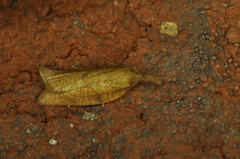 Sparganothis xanthoides