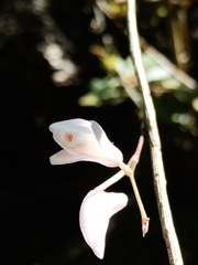 Dendrobium leptocladum