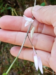 Dendrobium leptocladum