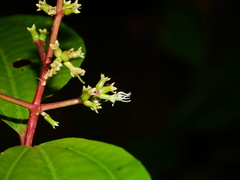 Miconia lateriflora