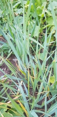 Leymus chinensis
