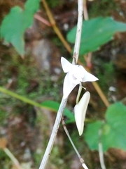 Dendrobium leptocladum