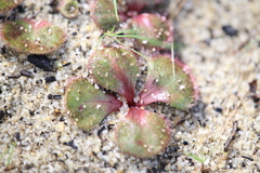 Drosera erythrorhiza