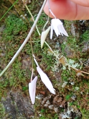 Dendrobium leptocladum