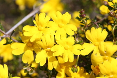 Hibbertia hypericoides