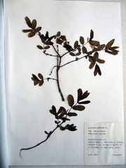 Lonicera caerulea