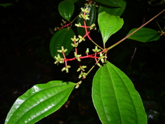 Miconia lateriflora