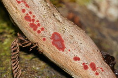 Hymenochaete sphaericola