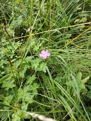 Geranium palustre