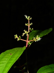 Miconia lateriflora