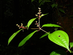Miconia lateriflora