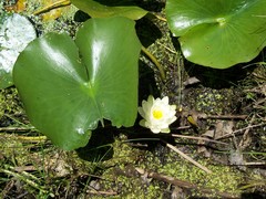 Nymphaea odorata odorata
