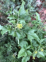 Sisymbrium erysimoides