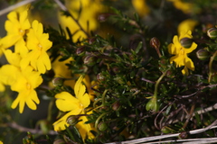 Hibbertia hypericoides