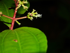 Miconia lateriflora