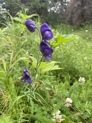Aconitum delphiniifolium