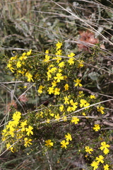 Hibbertia hypericoides