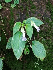 Henckelia anachoreta