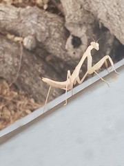 Stagmomantis limbata