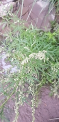 Artemisia sieversiana