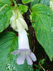 Henckelia anachoreta