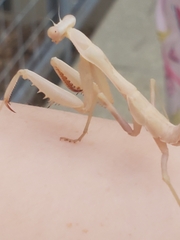 Stagmomantis limbata