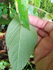 Henckelia anachoreta