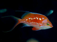 Cherry Anthias photo 2