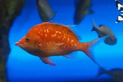 Cherry Anthias photo 3