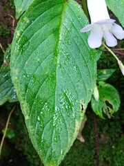 Henckelia anachoreta