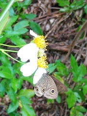 Ypthima multistriata