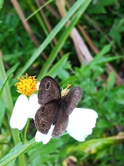 Ypthima multistriata