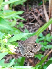 Ypthima multistriata