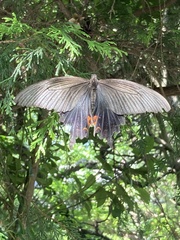 Papilio demetrius demetrius