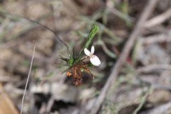 Stylidium repens