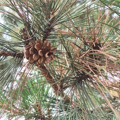 Pinus nigra