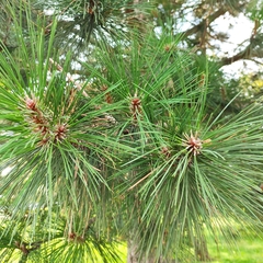 Pinus nigra
