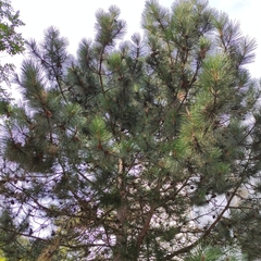 Pinus nigra
