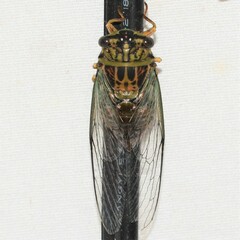 Diceroprocta vitripennis