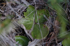 Drosera magna