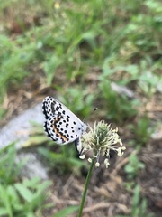Pseudophilotes baton