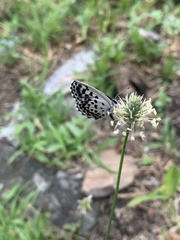 Pseudophilotes baton