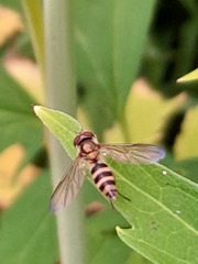 Meliscaeva cinctella