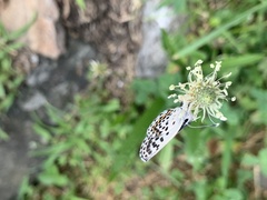 Pseudophilotes baton