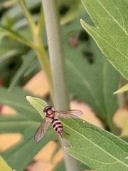 Meliscaeva cinctella